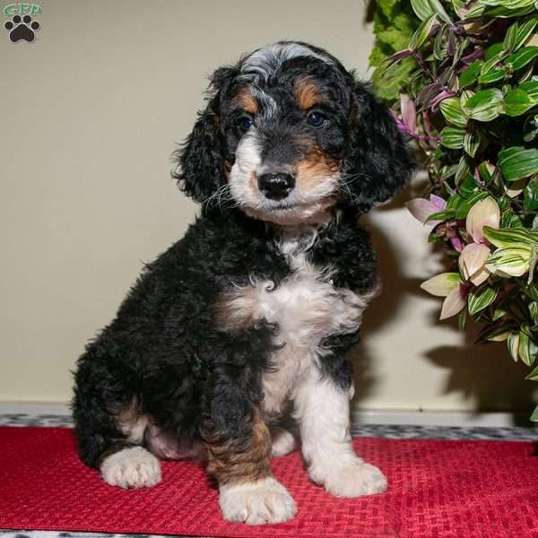 Rose, Mini Bernedoodle Puppy